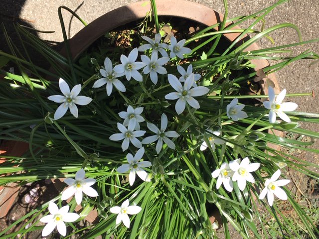 スターオブベツレヘム