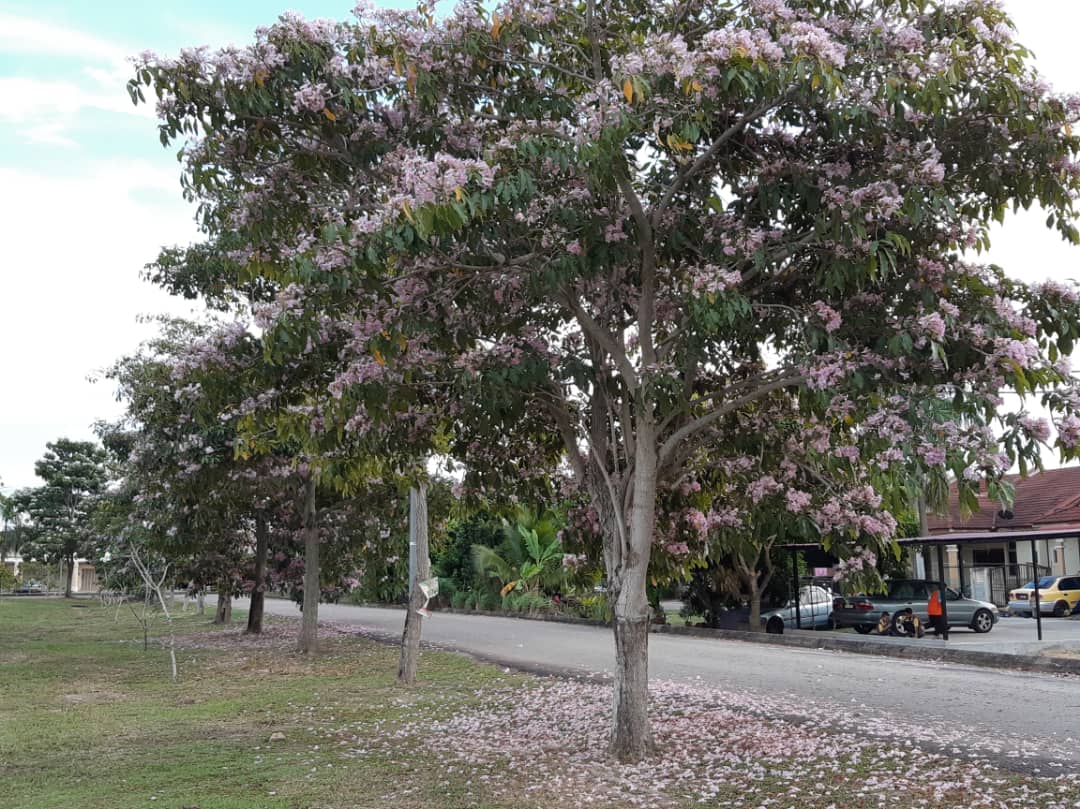 Berita Harian On Twitter 1 000 Pokok Sakura Malaysia Berbunga Di Kuantan Https T Co Vliyqmwha2