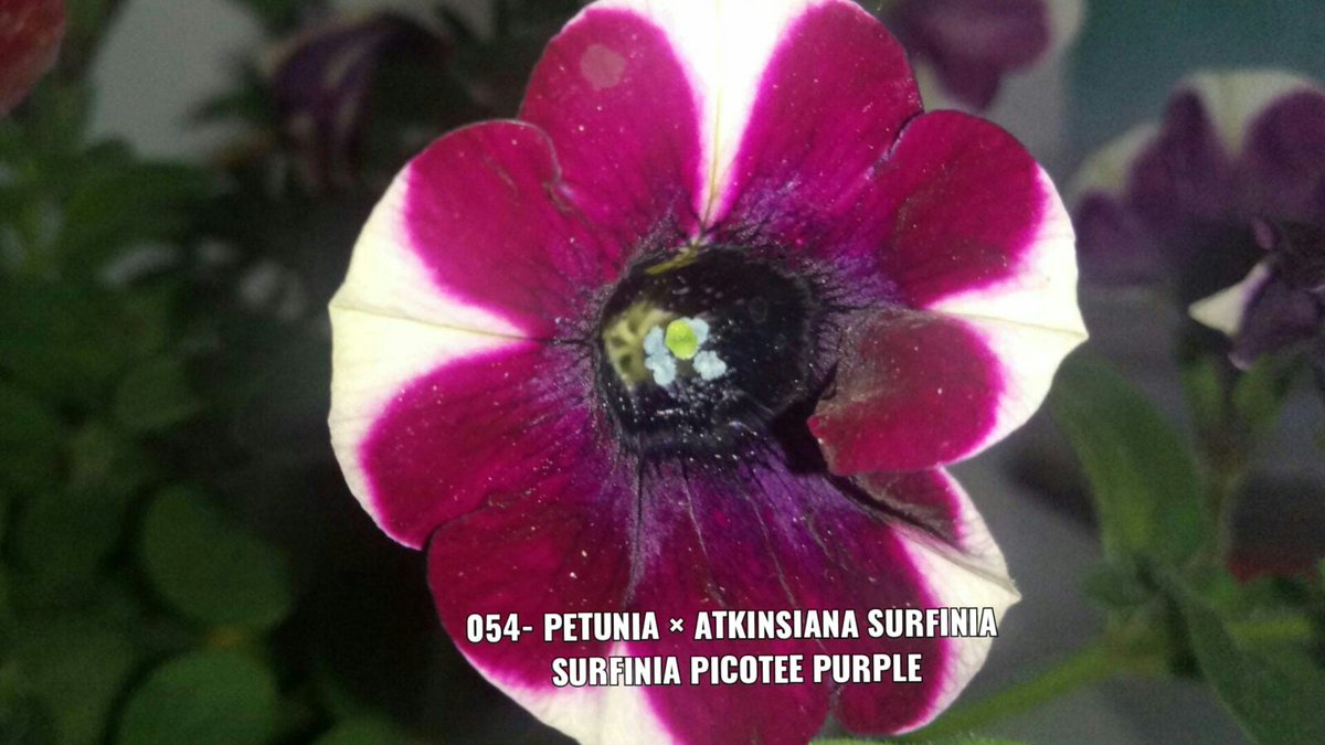 elpicapedrero's tweet photo. 054- Petunia × atkinsiana Surfinia
Surfinia picotee purple
#054- #Petunia × #atkinsiana #Surfinia
#Surfinia #picotee #purple
Cascante Flores Plantas
Huertoto
#Cascante #Flores #flower #plants #crassula
#primavera #Huertoto
#crasas #cactus #suculentas
#cactus #succulent https://t.co/vklReb36dd