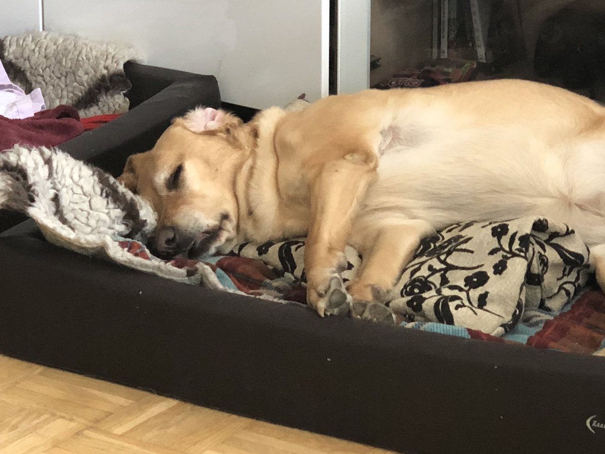 Good Morning World ❤️🐕❤️