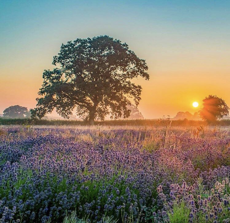Morning 😊 As it’s #throwbackthursday we’re starting the day sharing this beautiful #sunrise shot taken by <a href="/TheBristolNomad/">The Bristol Nomad</a> at the #somersetlavenderfarm 💜 Can’t wait to visit again later in the year. Have a great day out there! #somerset #picturesomerset #somersetcool