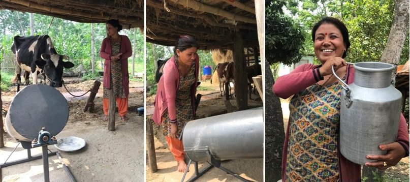 Mina Bohora (39) a single woman mother of 5 daughters is a leader farmer. With improved #knowledge and #tech she is able to produce more milk (up to 35 litre per/day) from 3 cows, means increase income to better support her family. D4D initiatives by <a href="/JerseyOAC/">Jersey Overseas Aid</a> <a href="/PracticalAction/">Practical Action</a>