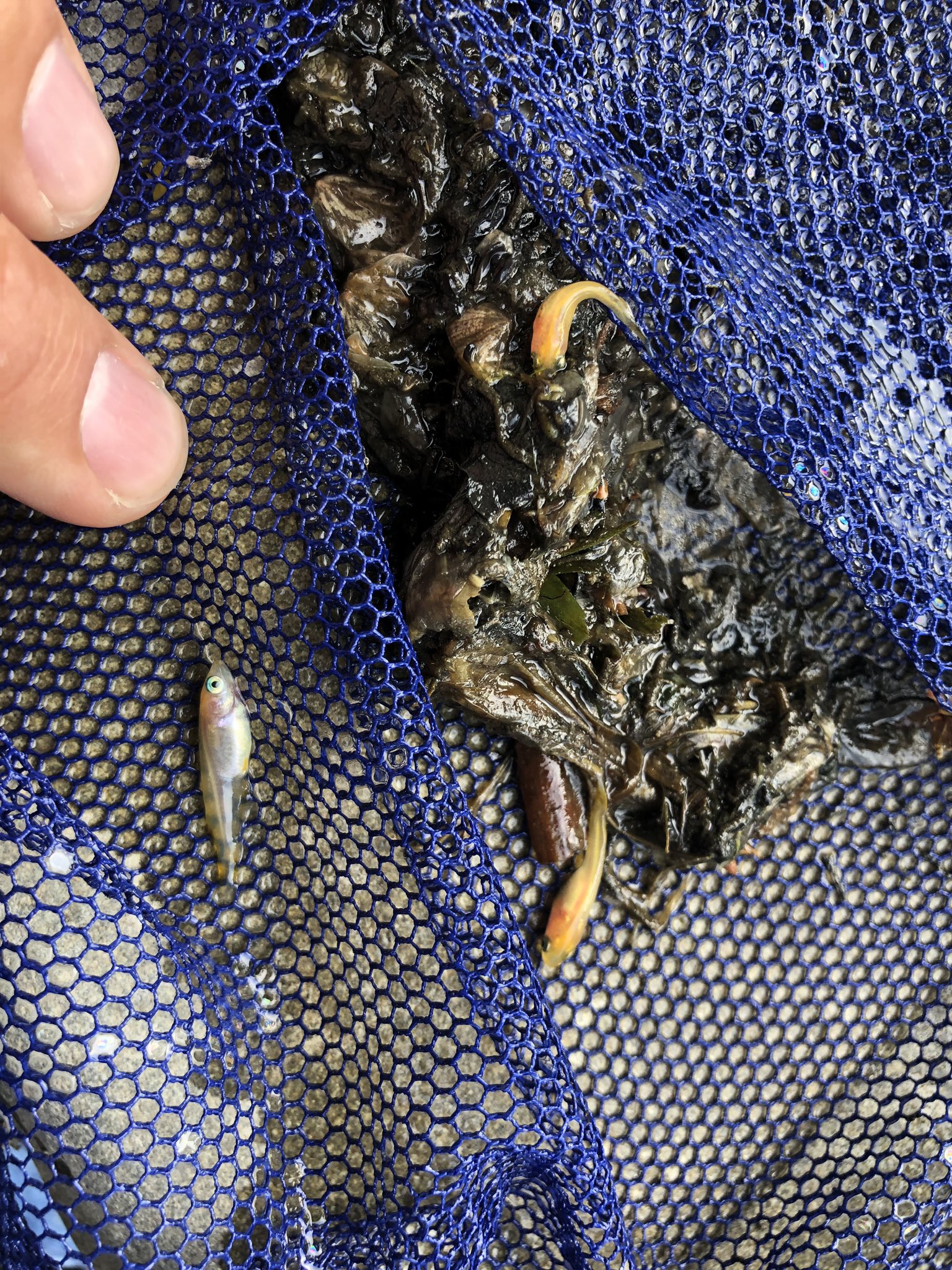 鰐 アマゾン採集中 A Twitter 川にヒメダカがおる ヒメダカはメダカの品種改良種で自然界には存在しないものです ヒメダカじゃないメダカもお店で買ったものや他の地域で捕まえたものは遺伝子が違うので放流は現金でござるよ T Co 64ewuundy0 Twitter