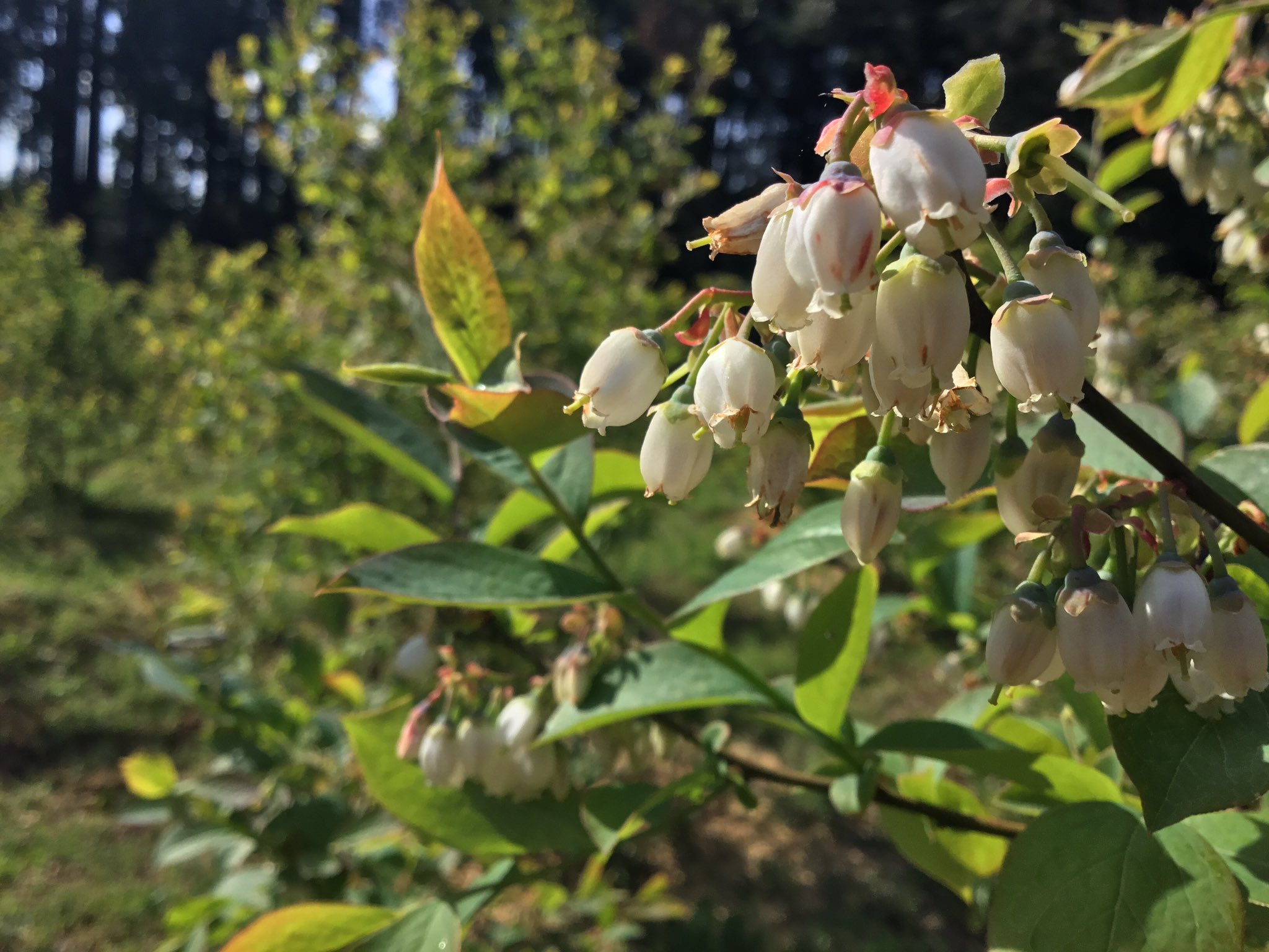 のんびり山 ブルーベリーは受粉が成功すると花が落ちて萼 がく が上に向きます これから実が出来て膨らんで熟して収穫が始まります オーガニックブルーベリー 花言葉は実りある人生 T Co Iw2hz28jsm Twitter