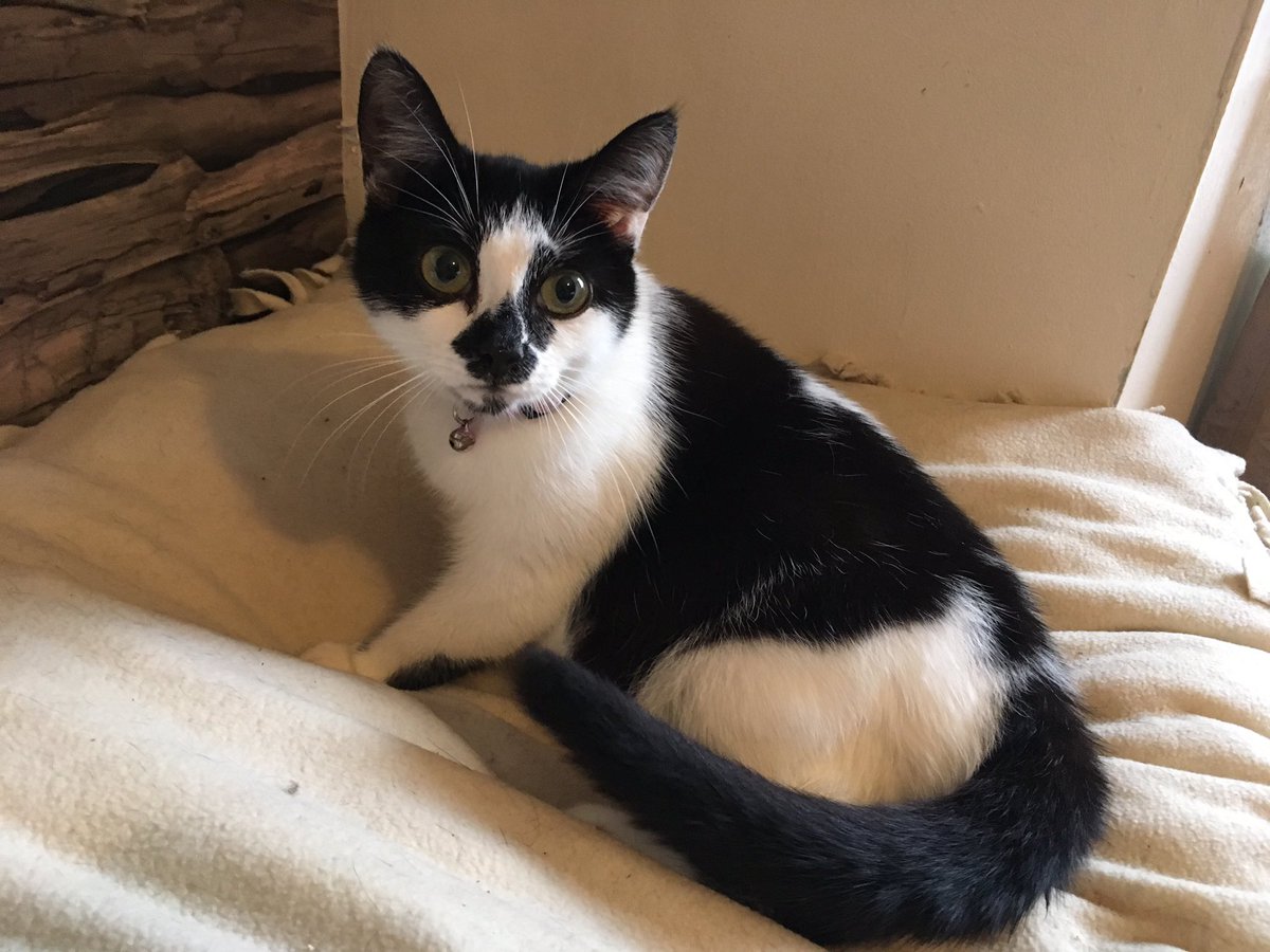 9Muscateers's tweet photo. Congratulations to our Cersei on becoming a mummy for the first time. She’s doing fine and so is her 5 little kittens #Kittens #CatsOnTwitter 😸❤️😸 https://t.co/rwQuhnM9M1
