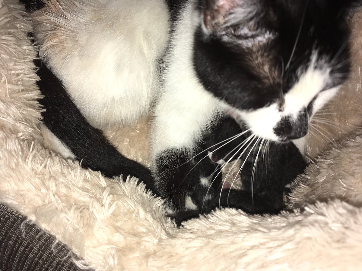 Congratulations to our Cersei on becoming a mummy for the first time. She’s doing fine and so is her 5 little kittens #Kittens #CatsOnTwitter 😸❤️😸