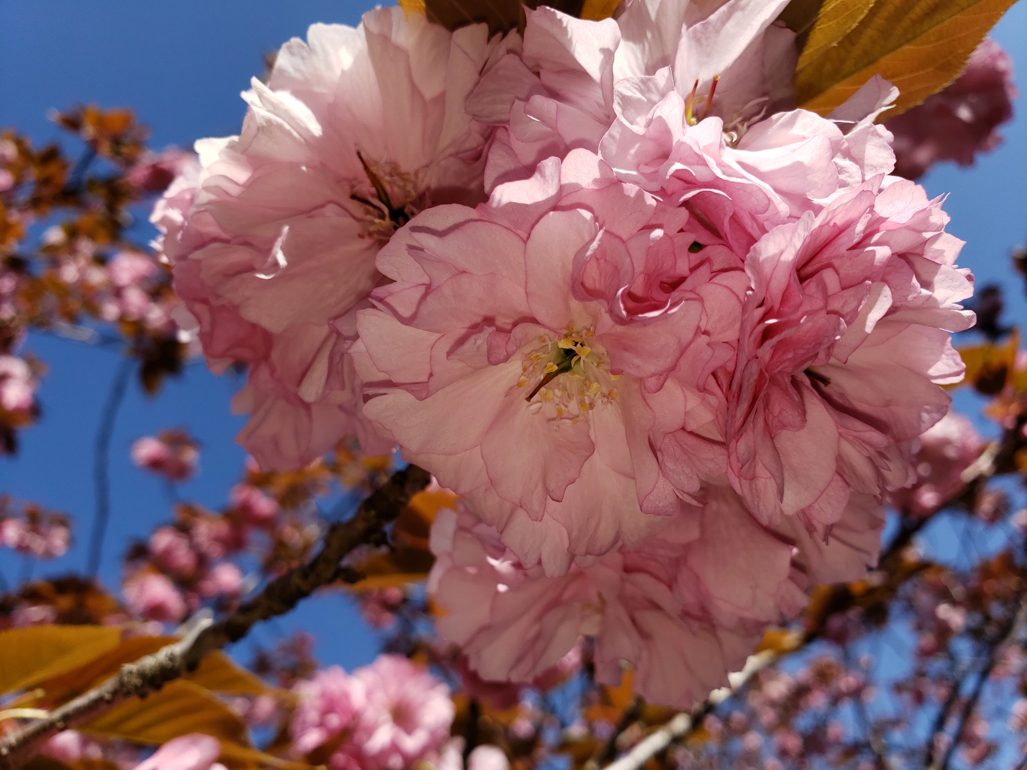 Design Factory Hiro 大分県臼杵市 木ケ畑のぼたん桜 今が見頃かな まだツボミ状態の花も多かったです 新緑と桜のコントラスト 遅咲きの桜 臼杵のぼたん桜 牡丹桜 大分県臼杵市 臼杵市 Dfh Usukingphoto T Co Hgz5lbubep Twitter