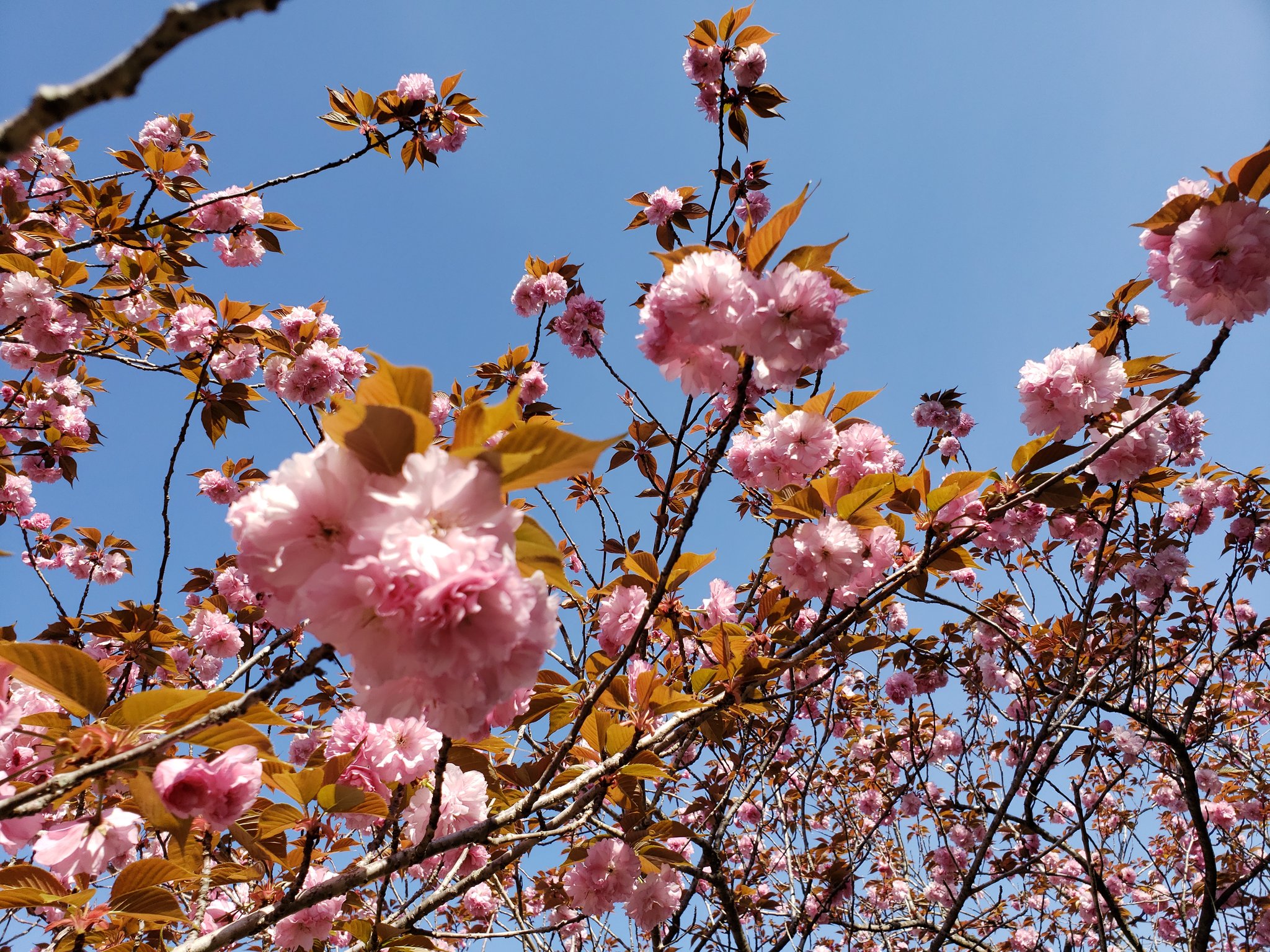 Design Factory Hiro 大分県臼杵市 木ケ畑のぼたん桜 今が見頃かな まだツボミ状態の花も多かったです 新緑と桜のコントラスト 遅咲きの桜 臼杵のぼたん桜 牡丹桜 大分県臼杵市 臼杵市 Dfh Usukingphoto T Co Hgz5lbubep Twitter