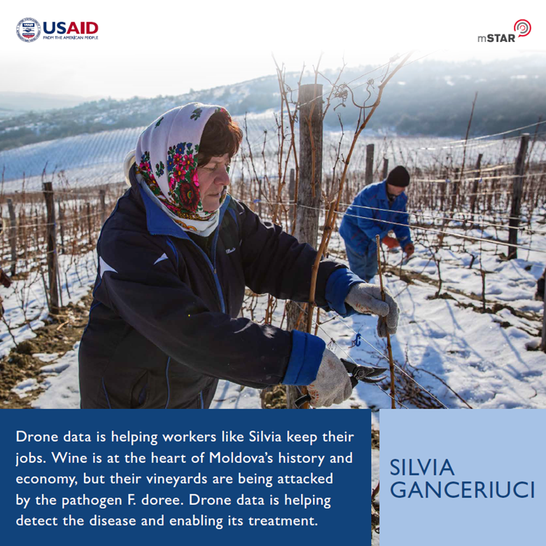 mSTAR_Project's tweet photo. #Drones equipped with special cameras are helping vineyard owners in #Moldova see if their vines have been infected by a contagious disease spreading through vineyards. See how this new #tech is working https://t.co/p2w4hLqgGY #2018Digis #2018Digi @Chemonics @GlobalDevLab https://t.co/in1MXLHHb8