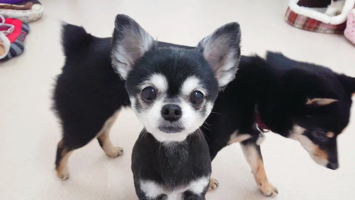 犬のひみつきち Ar Twitter 合成っぽいチワワのふぅ さん 犬 犬の保育園 チワワ 合成っぽい 犬のひみつきち Ar Twitter 合成っぽいチワワのふぅ さん 犬 犬の保育園 チワワ 合成っぽい