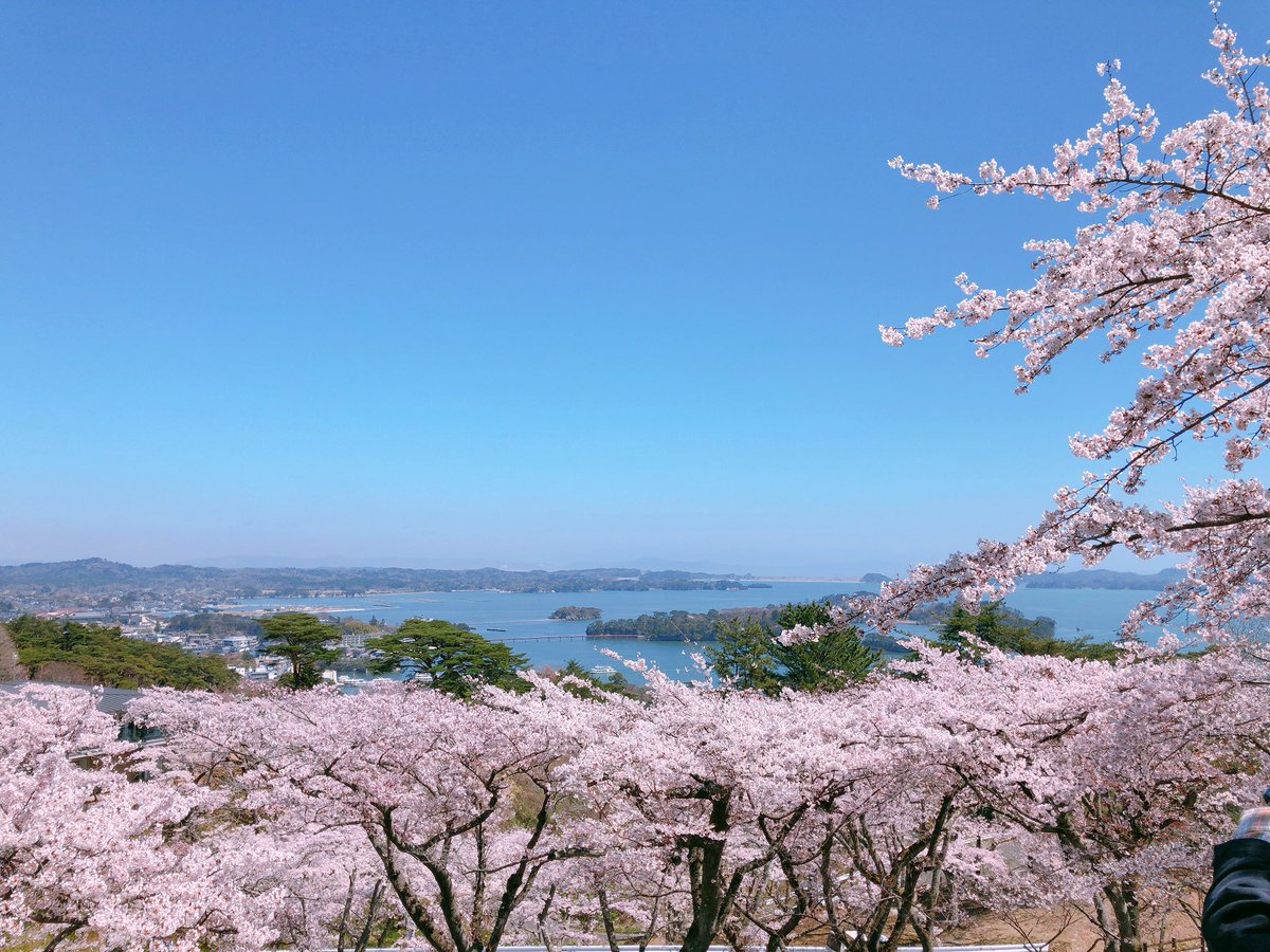 Osamu A A Twitter 松島にある西行戻しの松公園 桜満開 宮城 松島 西行戻しの松 写真好きな人と繋がりたい ファインダー越しの私の世界 カメラ好きな人と繋がりたい 桜好きな人と繋がりたい お花見が好きな人と繋がりたい お花見 桜 桜満開 桜が見頃
