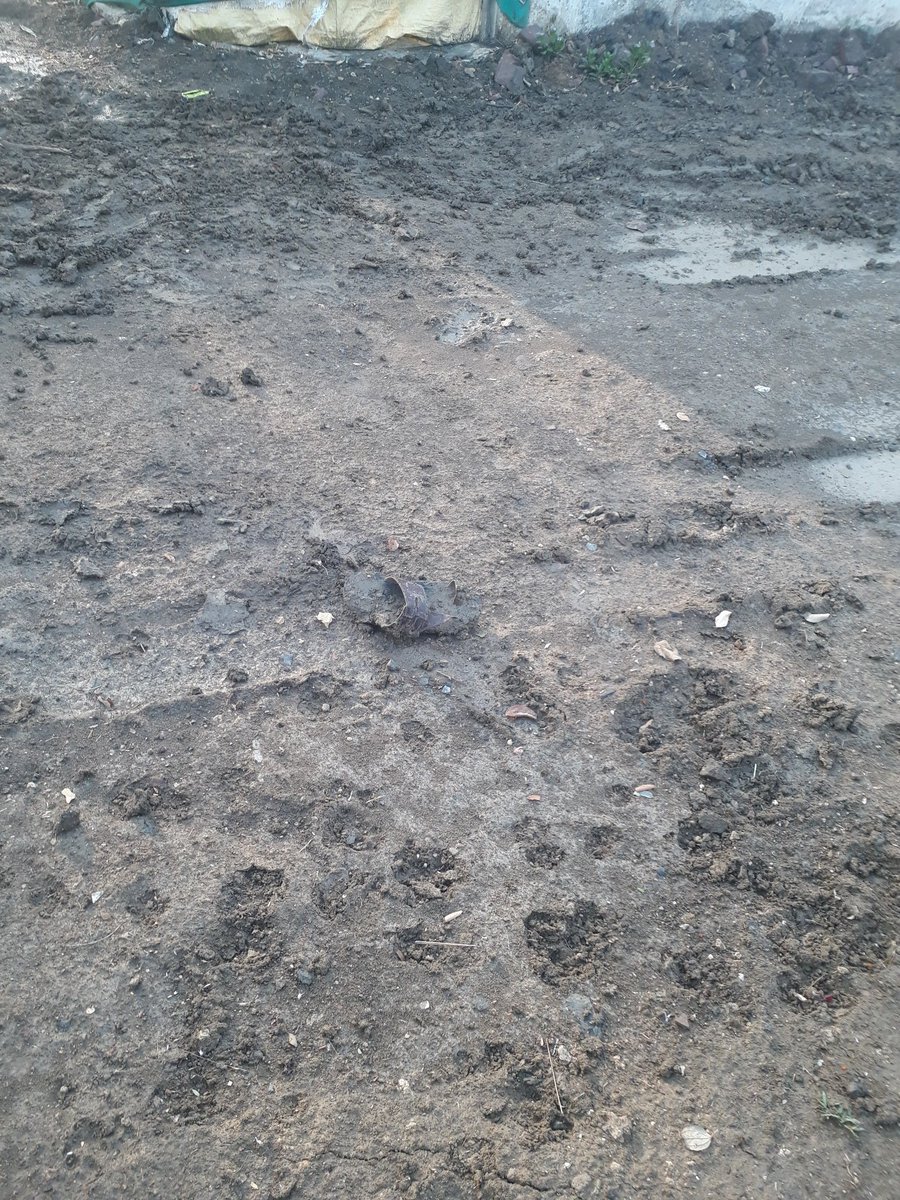 ChandraSarod's tweet photo. Few more photographs of the road at Park Avenue  Srinagar Colony for @bhopalmunicipal and @bhopalcomm. Most of us living here are sr citizens. Waiting for some accident as it is impossible to go out. The condition has worsened after the new Kolar Pipeline was laid. https://t.co/XiiJ8NNlVa