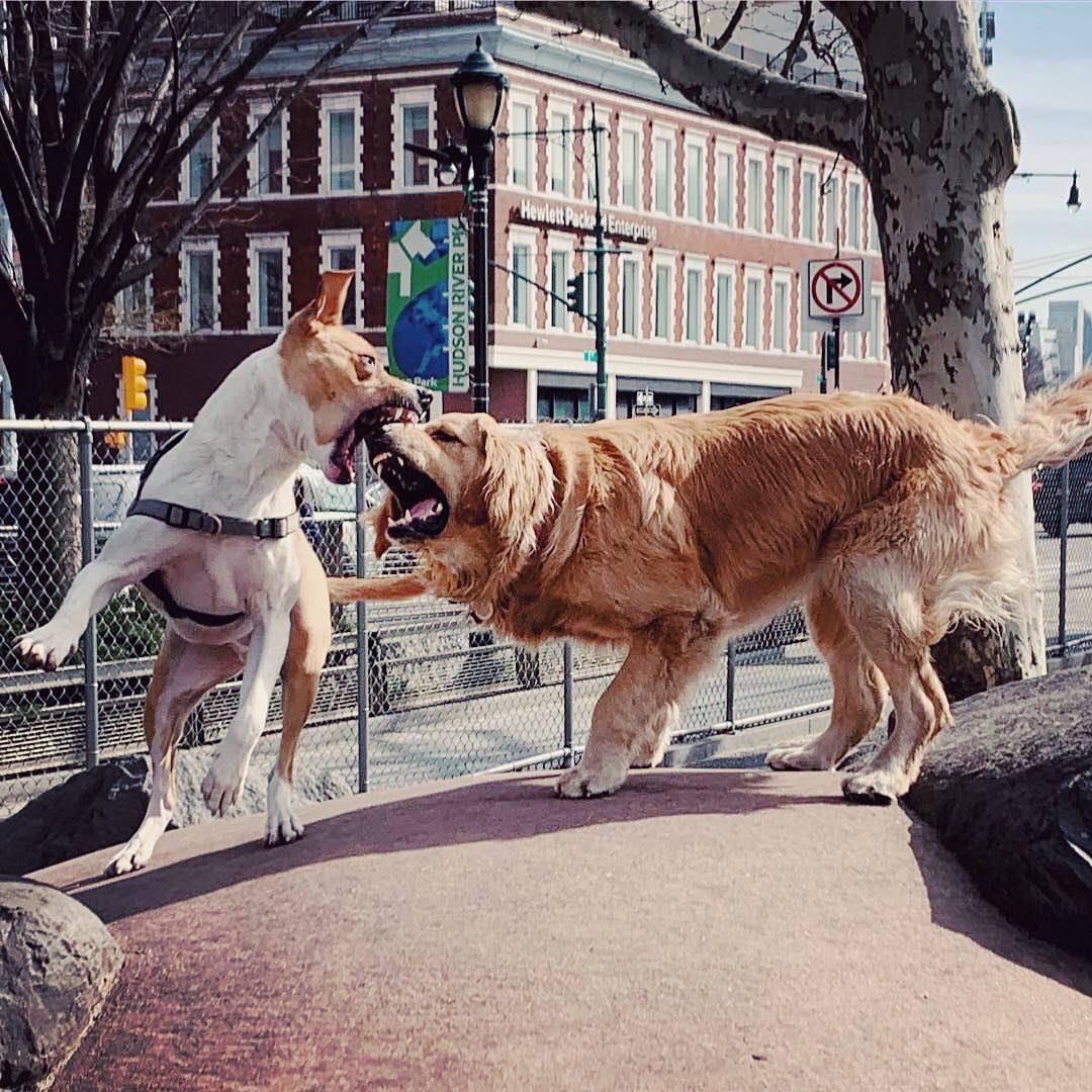 woofup_app's tweet photo. Ruff play 🐶 #dogs #dogfriendly #dogsoftwitter #woofup https://t.co/qHk7b7a8sc