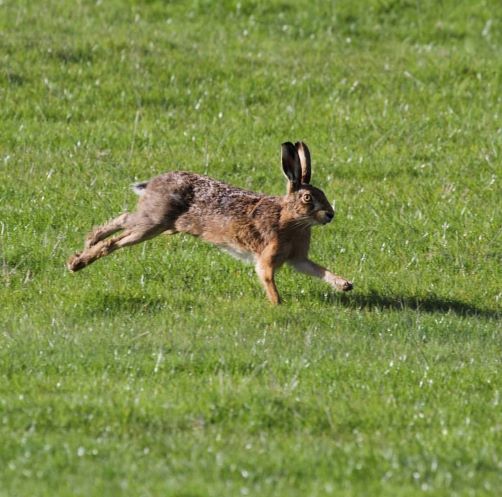 Here's someone in a hurry to start their #EasterWeekend, clearly late for a very important date.  #HappyEaster everyone from us all here <a href="/HarewoodHoliday/">Harewood Holidays</a>.