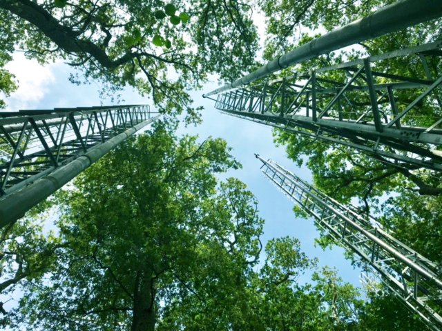 ELunaDiez's tweet photo. Please RT: TWO exciting postdoc positions available in @BIFoRUoB working with myself (priming) and @GraemeKettles (RLKs &amp; NLRs) in oak disease resistance. Join us to study immunity and climate change in these awesome plants 🌳🌱🌍 
https://t.co/qMHHBLkc5g
https://t.co/H4R561i0dV https://t.co/s4kx2asn1e