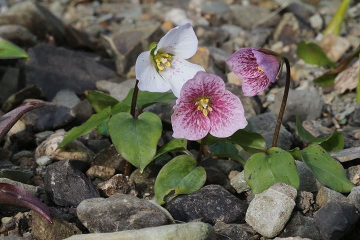 We are open every day over the Easter weekend and we have lots of spring delights for you to enjoy!
Open 10am - 5pm Fri, Sat, Sun &amp; Mon.