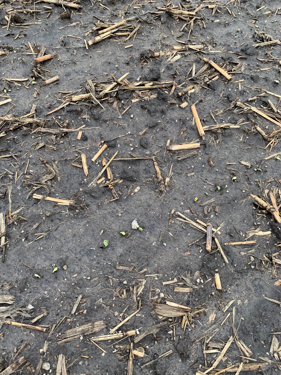dkopp52's tweet photo. Planted March 28th HS 28x70 https://t.co/LrbgwJGkMi