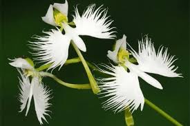 Naturaleza On Twitter Flordelespíritusanto Se Llama Peristeria Alada Es Una Orquídea Del Brasil Y Florece Justamente En Epoca De Pascua Es Conocida Tambien Como La Flor Del Espíritu Santo Es Una