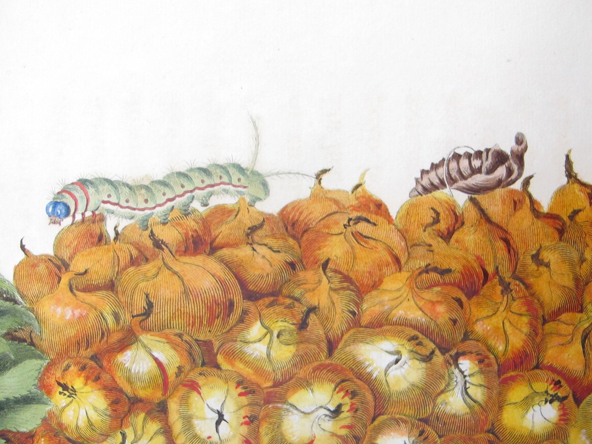 morethanadodo's tweet photo. Merian’s drawings also feature plants or other insects that would typically be a source of food to the species, as well as common habitats. Merian’s favourite edible fruit was the pineapple but she despised the cockroaches that fed on it https://t.co/rsqcueSpfQ