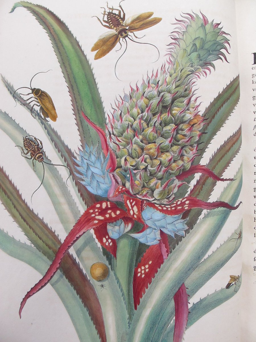 Merian’s drawings also feature plants or other insects that would typically be a source of food to the species, as well as common habitats. Merian’s favourite edible fruit was the pineapple but she despised the cockroaches that fed on it