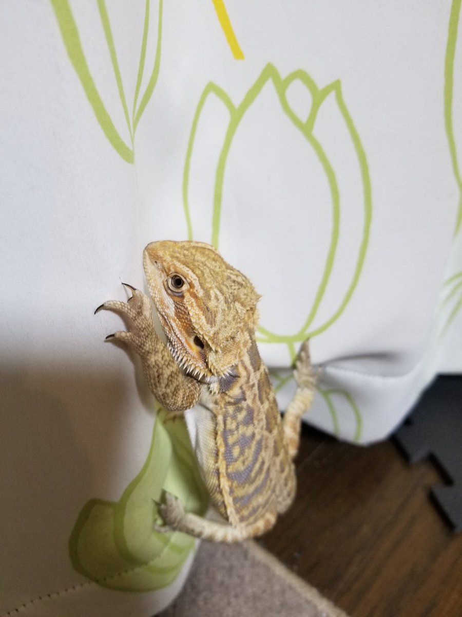 reptileeeees's tweet photo. 野生感溢れるこの感じよ。 https://t.co/A92IR7lIl7