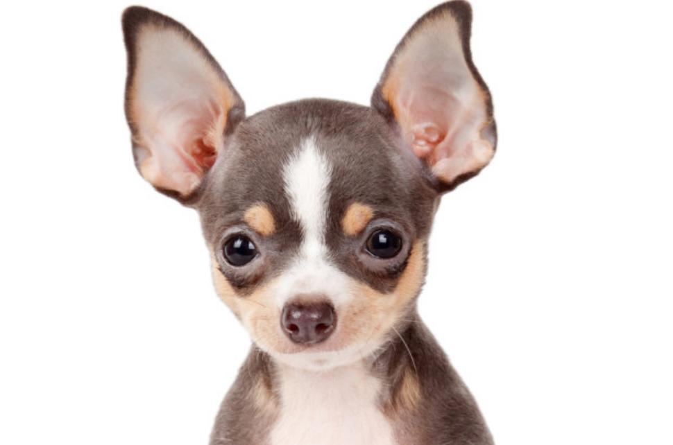 Chihuahua hypoallergenic 2025