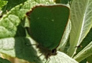 iCatcherWild's tweet photo. @katemacrae @WildIreland First Cuckoo of the year heard in the garden today. Also snapped a Green Hairstreak, man they are difficult to see. https://t.co/WrVhyvH0HI