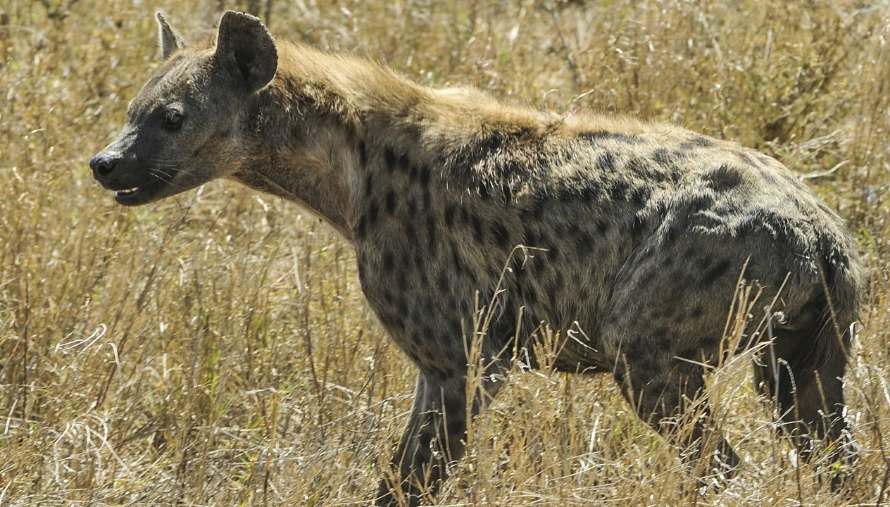 Reporting Scotland's hyena pack goes for the kill with NHS Tayside... informscotland.com/reporting-scot…