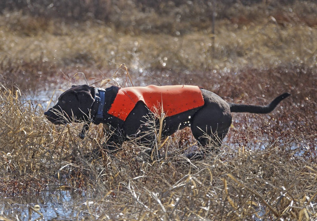 athscicafe's tweet image. #AthensScienceObserver writer Angela Hsiung looks at the work of the four-legged conservation heroes! #scicomm #conservation @WD4C @ConservationDog @ConservationK9 

athensscienceobserver.com/2019/04/18/poo…