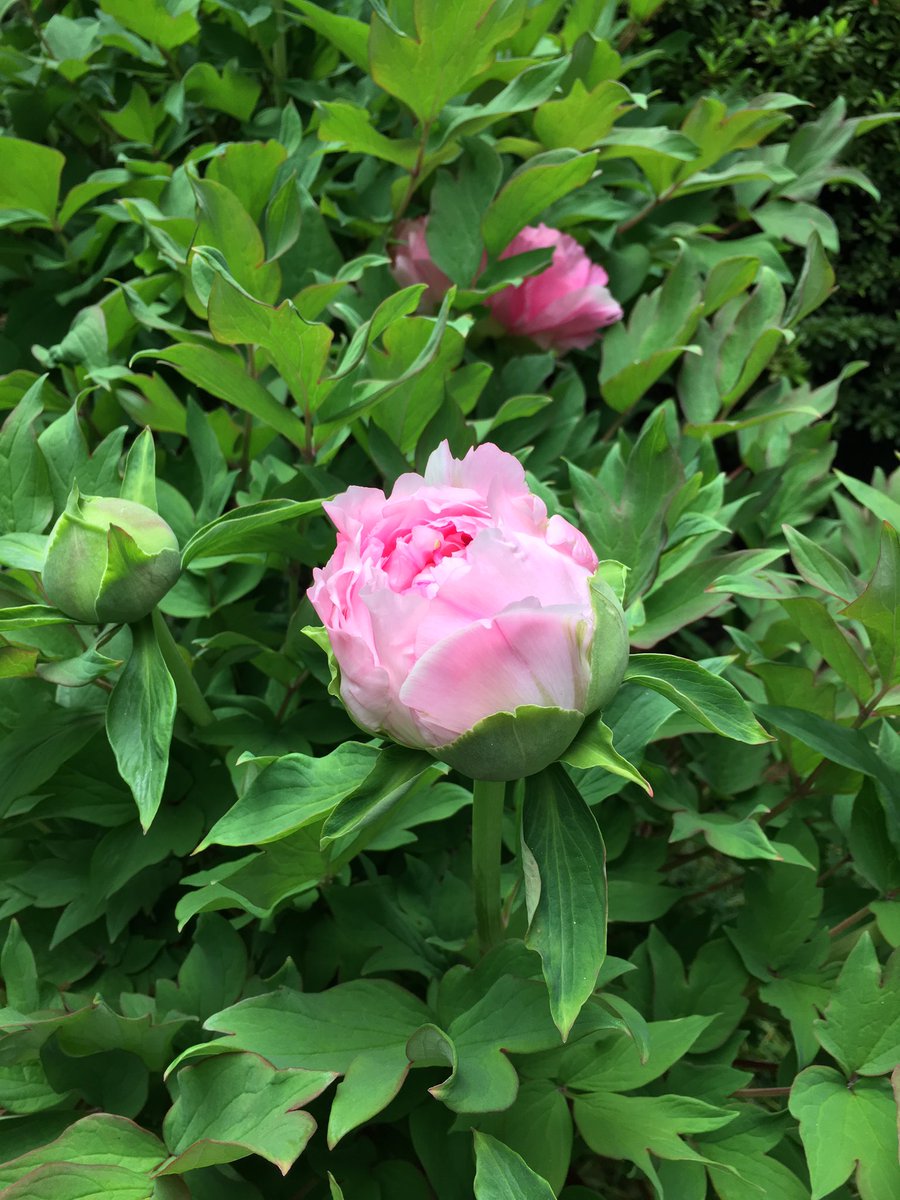 すべての美しい花の画像 ベスト牡丹 の 季節 すべての美しい花の画像 ベスト牡丹 の 季節