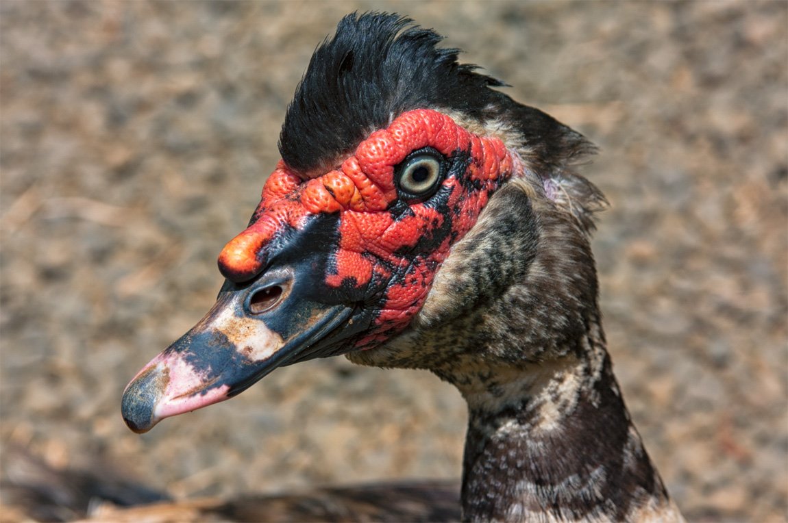 yoncali95's tweet photo. Ugly Duck
#ÇirkinÖrdeği
Turkey for Thanksgiving vs Ugly Duck for Redesigned Thanksgiving
Unredesigned Bliss/Blisstina Utonium In Power of Four, Never Been Blissed, The Doghouse and Lights Out!
1K FHD
2K QHD
4K UHD
8K FUHD
16K QUHD
32K FQUHD
#RedesignedThanksgiving
#SodapopTürkiye https://t.co/8i0MACdVR6