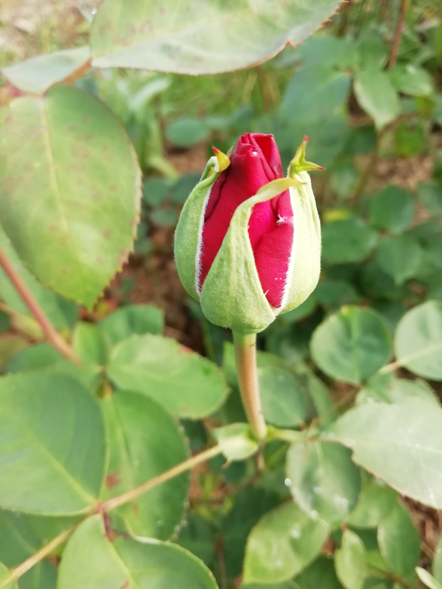 Not long now!!!our delicious #organic #edible #roses these will be available from mid May through to October direct from the farm and through <a href="/jtattshotmailc1/">st Margaret’s livery and grazing</a>