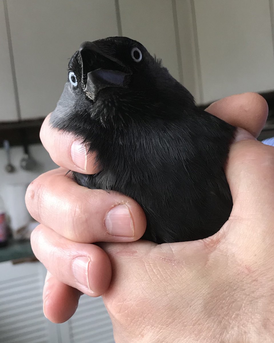 This cretin has been dropping sticks down our chimney for weeks and today he finally accidentally dropped himself, this is the face of someone who knows they’ve been HAD