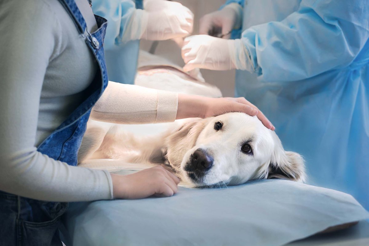 surgilane's tweet photo. Surgilane Instruments Inc. is looking worldwide #distributors of #Medical, #Surgical, #Dental, #Veterinary &amp; #Beauty #Instruments
| info@surgilane.com | https://t.co/RSWAhfmKVe | #dentists #odontologist #veterinarian #surgilane™ #beauticians #Surgeons #MedicalDistributors https://t.co/PKbSUWSSme