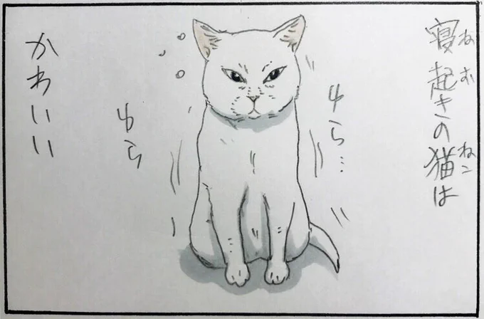 『寝起きの猫は』 #拾い猫のモチャ 