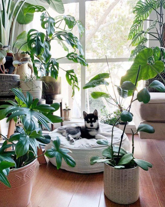 C'est bien connu il existe une multitude de plantes inoffensives pour vos petits compagnons : la Fougère, le Calathea, le Palmier, le Kalanchoe ou encore le Beaucarnea seront autant de jardins accueillants à explorer pour eux ! 🐱🐶🌿photo : <a href="/hothouse/">hothouse</a>.jungle