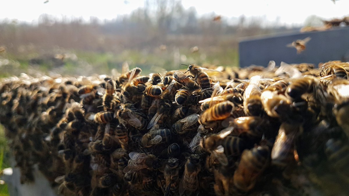 hostabee's tweet photo. Les #abeilles du Parc d'isle de @AggloStQuentin se portent bien 🐝 Les hausses sont posées, on vous donne rendez-vous en juin pour la récolte et la dégustation du miel 🍯 #Apiculture #environnement #rucheconnectee https://t.co/kjEdeIgGJY