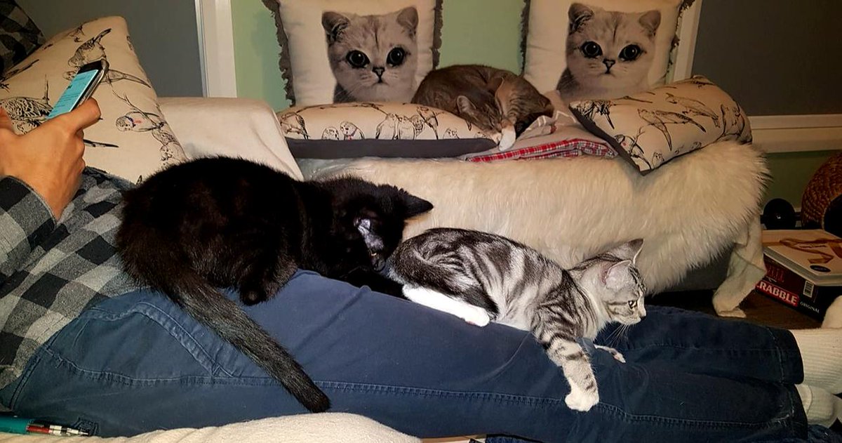 4lyfe_rescue's tweet photo. Bean Train or Kitty-Centipede 😲
#MixedBeans #Bean4Lyfe #Pinto4Lyfe #Underapplication #KittensofInstagram #CatsofCanberra #kittens4Lyfe #DontLetKittysWatchScaryMovies https://t.co/CKfa5e7Kf1