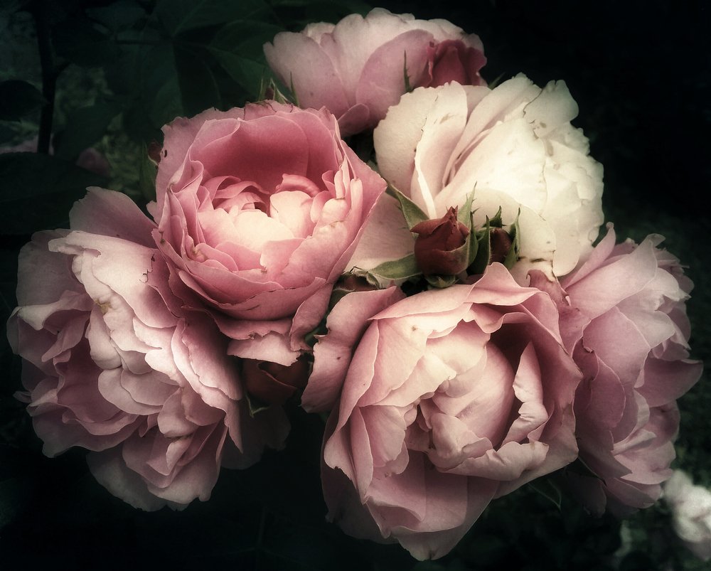 shutterstockDE's tweet photo. #CreativeTrends2019: #RococoRomance – Die Rokoko-Zeit ist für ihre reichhaltige, aufwendigen Details bekannt, voll von opulenten Vintage-Mustern, goldenen Blatt- und üppigen Blumenverzierungen 👉🏼 https://t.co/wS6aiZX8zB https://t.co/dBbLDaQiH2