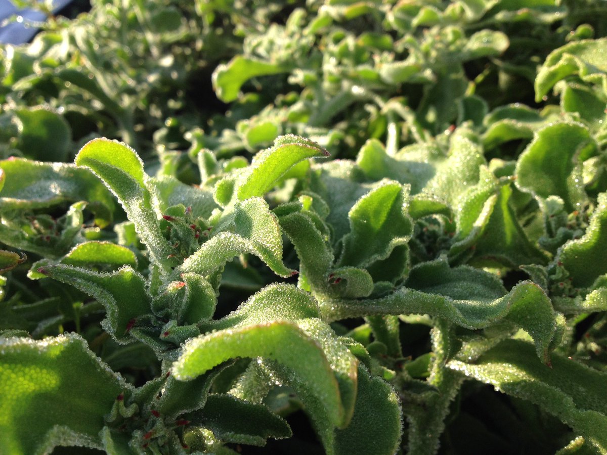 Wil je iets speciaals eten met Pasen? Ons IJskruid, Zeebanaan en Zeekraal zijn verkrijgbaar op Texel bij Spar Goënga, Texelse Visspecialist, Ekoplaza en op de zaterdagmarkt van de Texelse Kost. De horeca kan bestellen via Horecavers of Lindenhoff. Fijne Paasdagen! #salinefarming