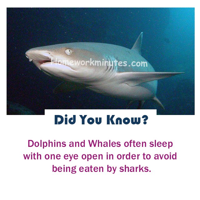 FactsHwm's tweet photo. Dolphins and Whales often sleep with one eye open in order to avoid being eaten by sharks.
#BLACKPINKinLA #TheMagicians #AddASnackToMovieOrShow #ThursdayThoughts #Homeworkminutes #Hwmfacts https://t.co/i1Xp83VLOQ