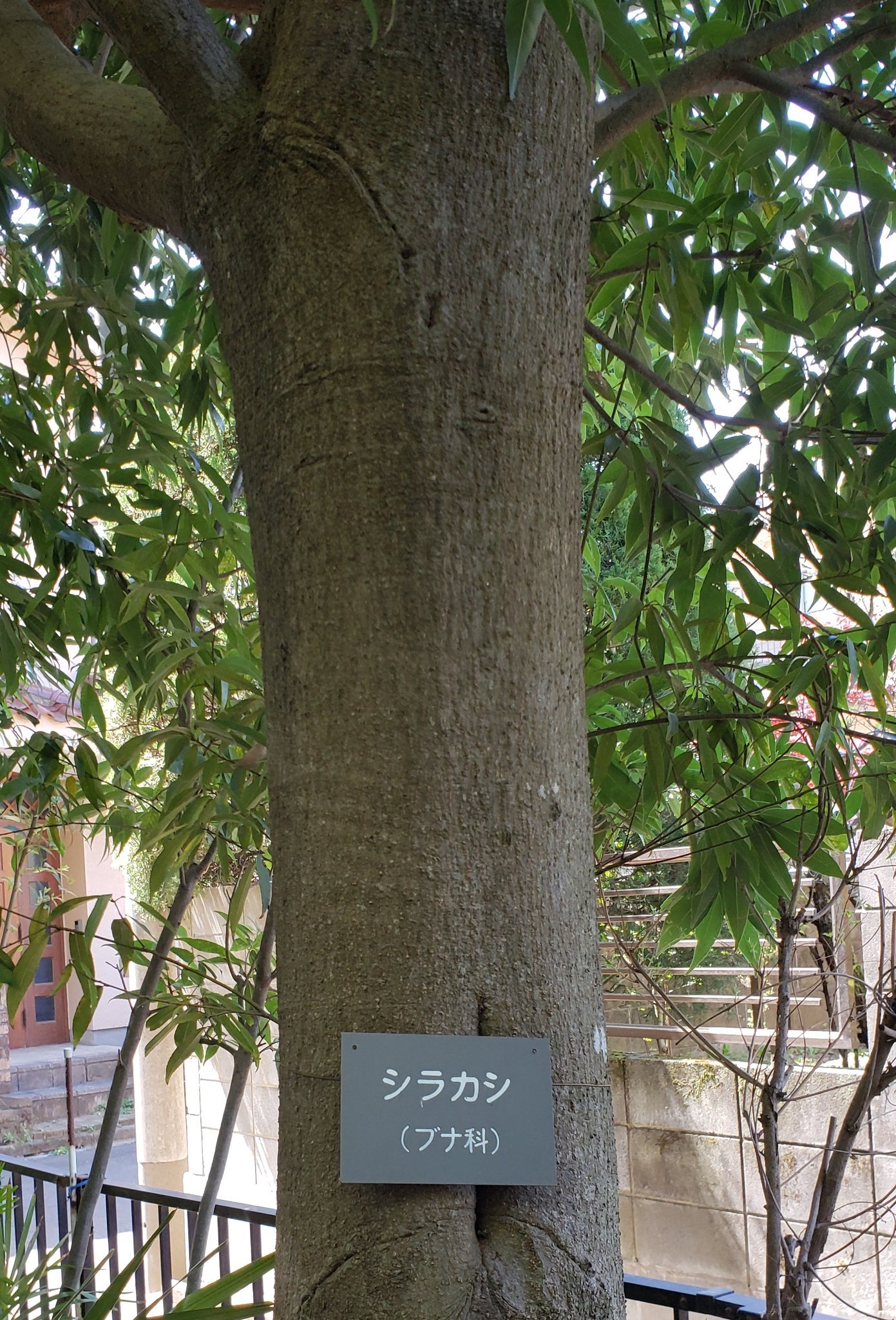 ユウイチ これから木のことについても知っていきたいと思っているこの頃です 木の種類 常緑樹 落葉樹 針葉樹 広葉樹 シラカシは常緑高木 T Co J4gsb6sdvq Twitter