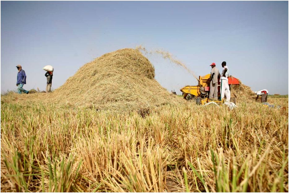 interreseaux's tweet photo. #Politiques_agricoles depuis 2008 : quel est l’état des lieux ? Selon Dr Ibrahima Hathié (@IPAR_ThinkTank ) « Les interventions publiques ont favorisé la dépendance aux subventions ». Pourquoi ? Lire #GDS76👇
https://t.co/w87Hz1nv1l https://t.co/Chb1EahXFn