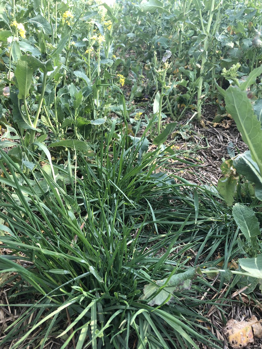 NclCC2019's tweet photo. Out spot spraying blackgrass in rape today. Our #cerealschallenge2019 spring barley management looks to tackle blackgrass, rather than chase yield alone. https://t.co/5wxZBRIni4