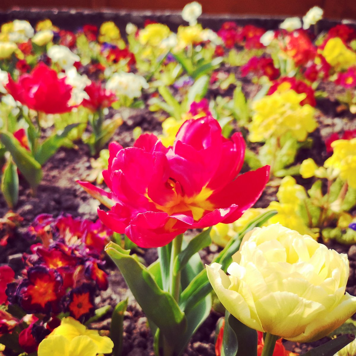 ShopChesterLeSt's tweet photo. There's lots of vibrant #spring colour in #ChesterleStreet Riverside Park at the moment. What a beautiful morning to enjoy a walk! @cls_business

#flowers #garden #park #countydurham https://t.co/UohGyQD2O7