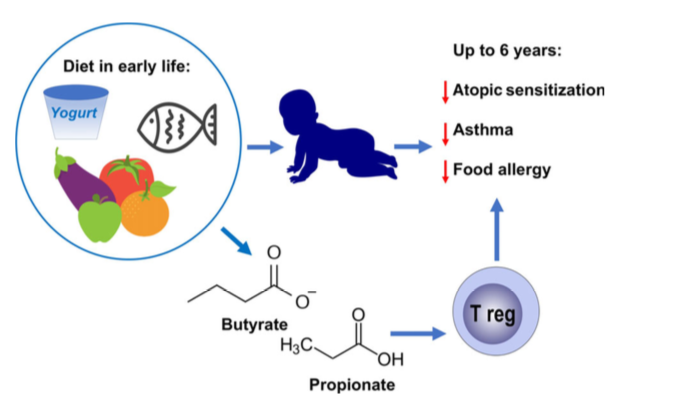 EAACI_HQ's tweet photo. Increasing short-chain fatty acid levels could be a new dietary preventive option for allergic diseases in children #prevention #allergy disease #Allergy_journal https://t.co/411rU20JKK https://t.co/NT9UvFyN0I