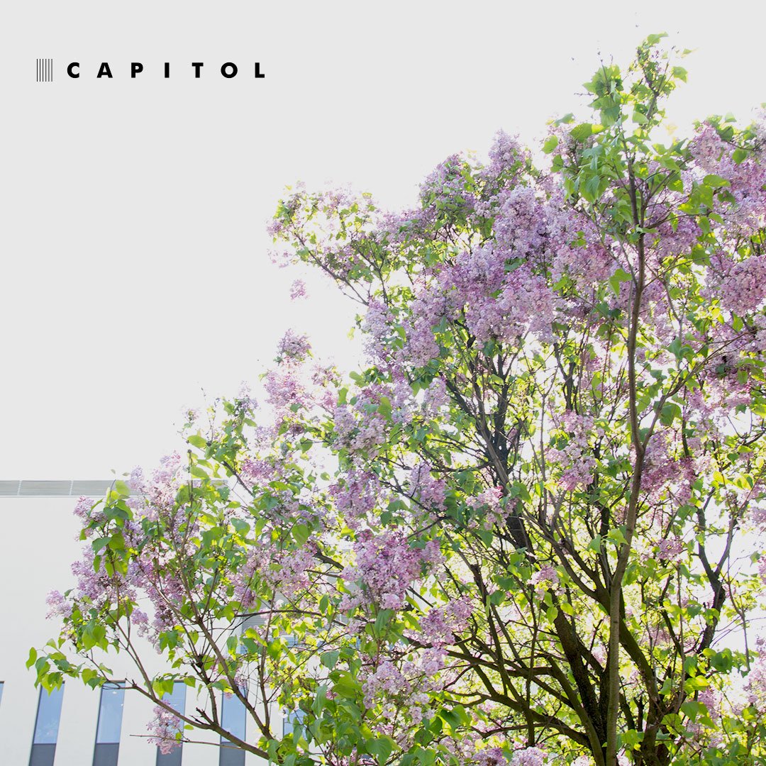 TeatrCapitol's tweet photo. 🌼🌿☘Informujemy, że w czasie świątecznym, w dniach 20-22.04, zarówno kasa, jak i teatralne Podwórko, będą nieczynne.
Życzymy słonecznej Wielkanocy, pełnej wiosennej zieleni i odpoczynku oraz miłych, rodzinnych spotkań. Radosnych Świąt!
#TMCapitol #90latcapitolu #WiekNieGraRoli https://t.co/nlHQHt5q89