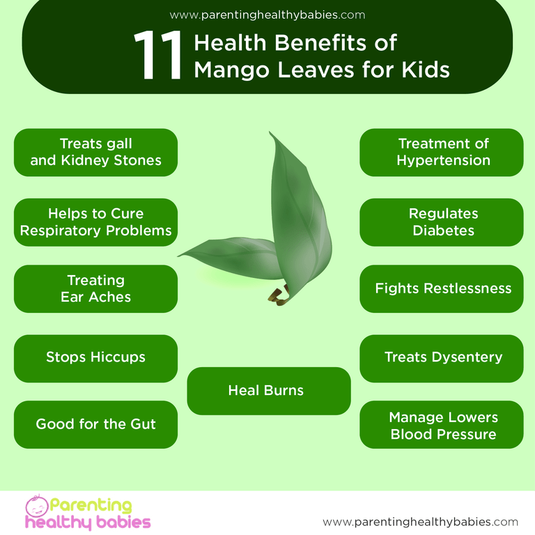 10 Benefits Of Mango Leaves You Didn't Know