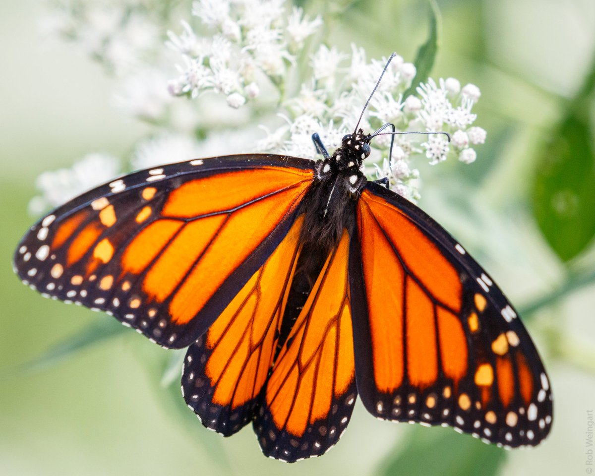 subtraho's tweet photo. Hungry Monarch
#monarch #butterfly #thoughtsofspring
#macro #macrophotography https://t.co/8AoHAhvOhT