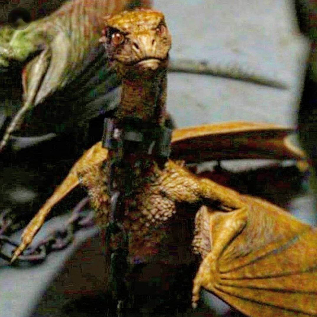 Viserion_11's tweet photo. Little Viserion, so cute😍
#GameofThrones https://t.co/TY2sHoTqxU